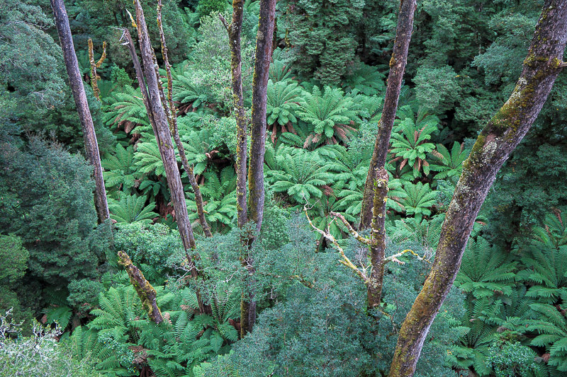 Cape Otway - Easter 2021 - OMG more ferns.
