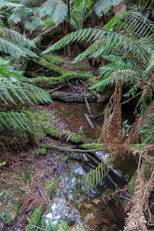 Cape Otway - Easter 2021 - And (not annnnd) here is the final pic of this trip, a small brown creek. THATS ALL FOR NOW. Maybe one day foreign travel will be allowed again and I 