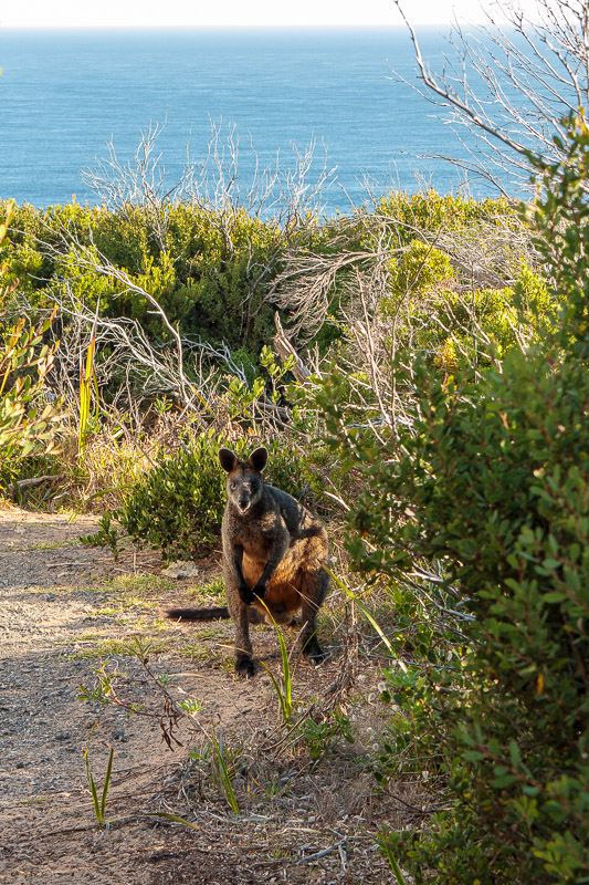 Cape Otway - Easter 2021 - I came face to face with everyone's greatest fear. They cannot walk backwards. If they attack, get behind them (I stole this joke from a famous comedi