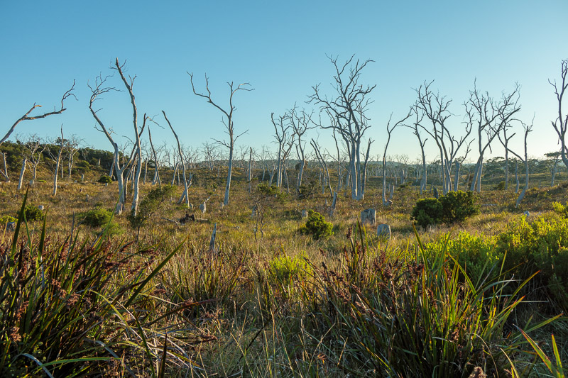 Cape Otway - Easter 2021 - Behold, the dead tree forest, in attractive early morning light. Now for some more dead trees.