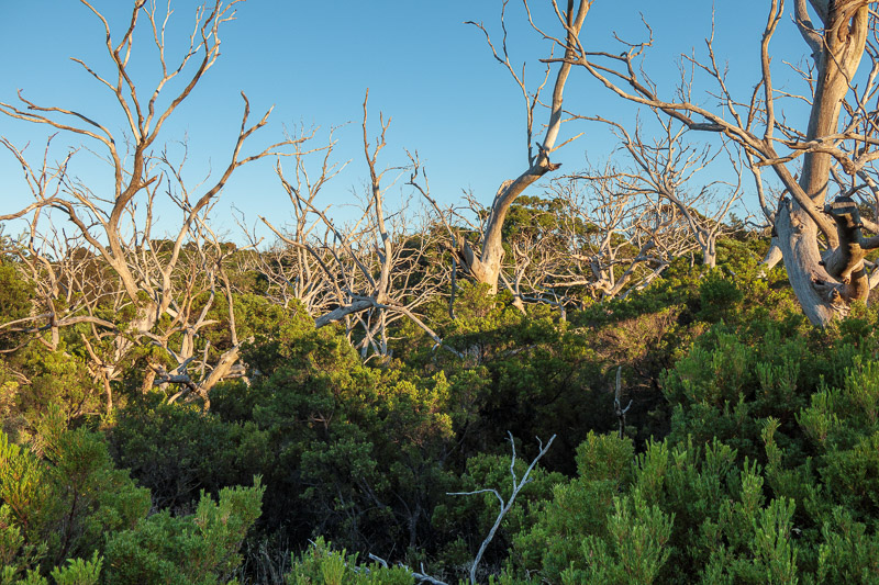 Cape Otway - Easter 2021 - I am not an arborist, but it is clear to me these trees have had their bark and foliage consumed by the flying tree snake. They are a real pest in thi