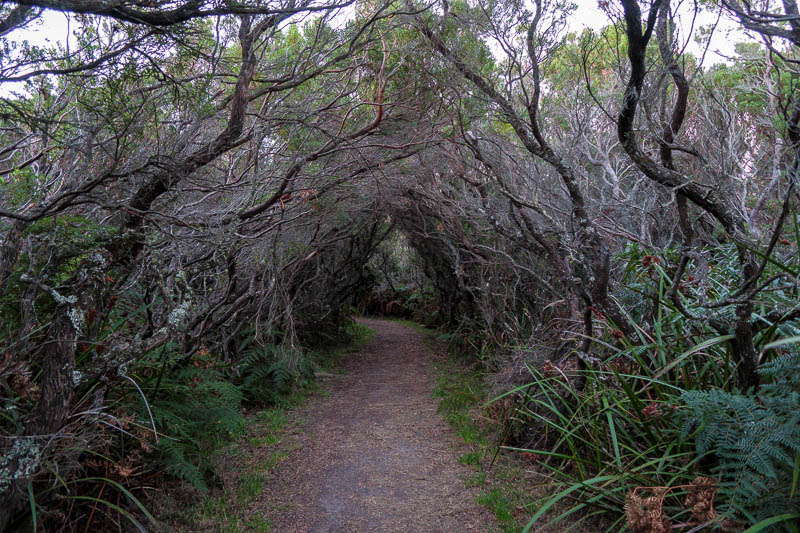 Cape Otway - Easter 2021 - This is the hiking trail mentioned above, as I started on it. It was too dark to photograph when I came back and saw another group startig on it.