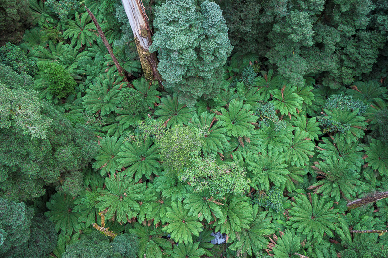 Cape Otway - Easter 2021 - Ferns from above. If you like ferns, you're in for a treat.