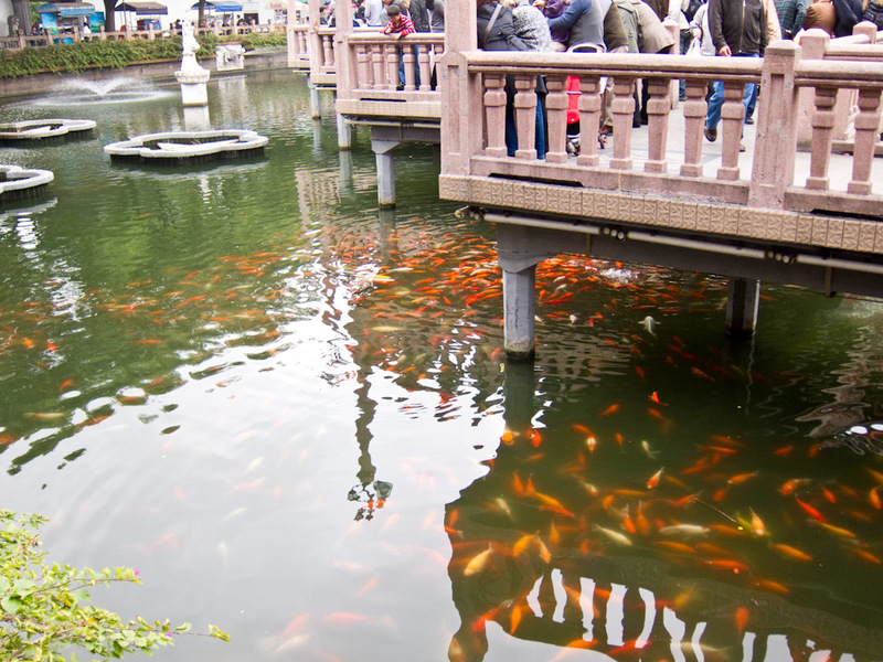 China November 2011 - From Shanghai to Beijing - Goldfish pond has impressively sized goldfish, tourist group overload had me needing to leave here now though. I dont mind tourists generally, but the