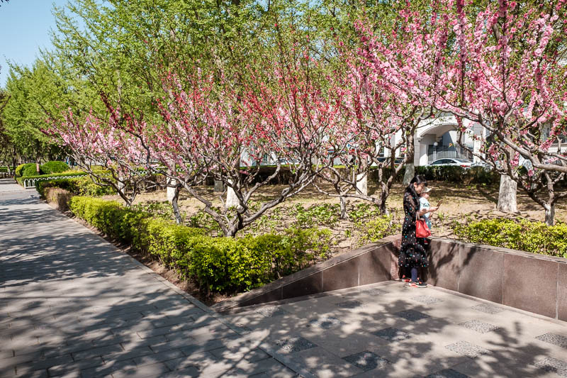 The great loop of China - April 2018 - I walked back to my hotel through this linear park. There are actually lots of them, all very well maintained, all full of people taking photos of blo