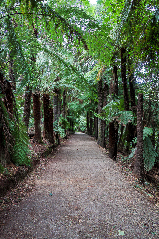  - The paths are very well maintained, and lined with ferns. A good opportunity to play with the lightroom sharpness settings.