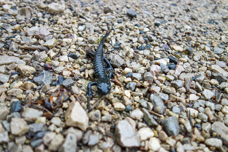 Germany-Garmisch Partenkirchen-Hiking-Zugspitze-Snow - There were hundreds of these tiny black lizards.