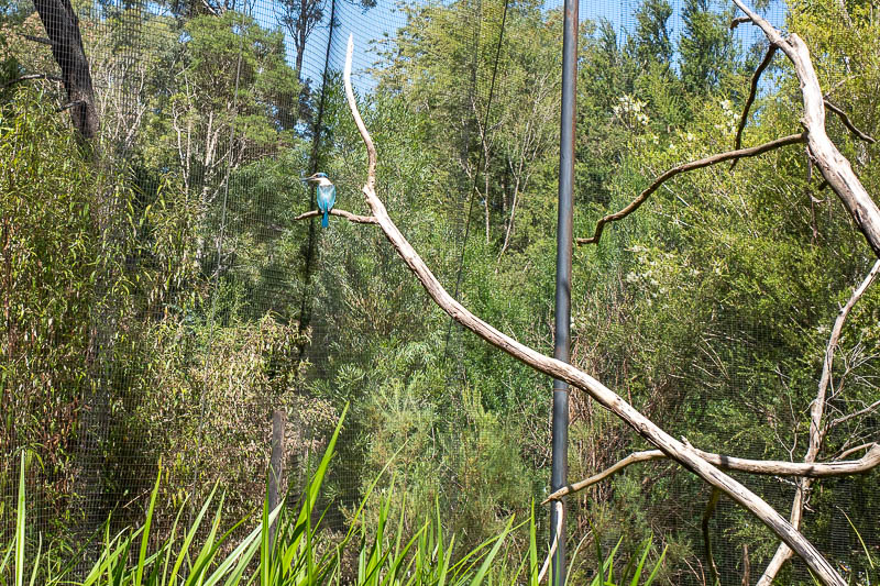  - A blue Kingfisher, undoubtedly bird of the day.