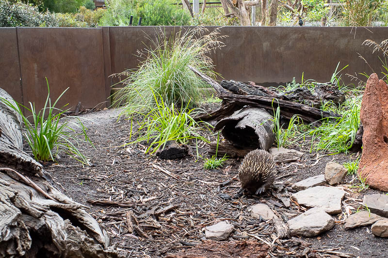  - This is an Echidna, years ago I saw one in the wild at Phillip Island, also at Xmas time.