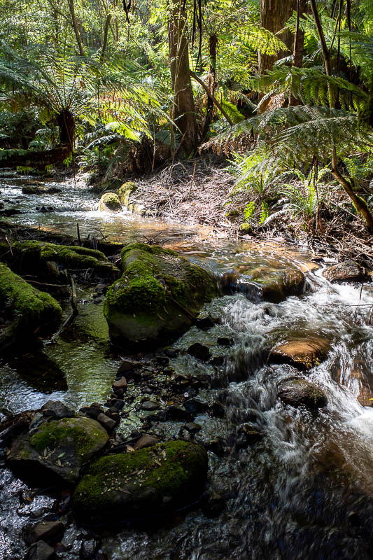  - There are lots of criss crossing little creeks in the rainforest walk area.