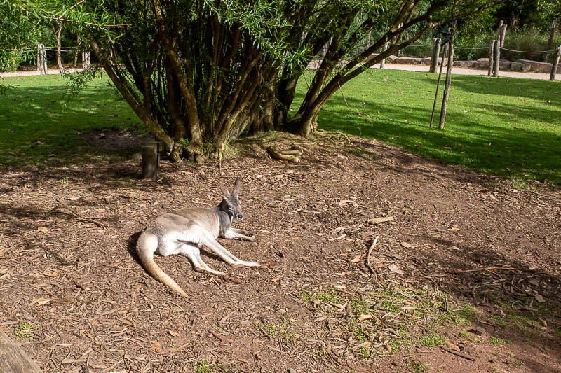  - Plain old kangaroo. This place is for native animal conservation and research, so no ligers.