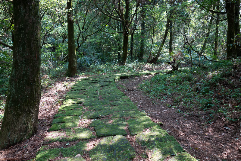 Taiwan-Taipei-Hiking-Yangmingshan - The path however was very mossy, which looks great but had me fall flat on my ass twice, so I took this photo whilst seated unexpectedly.