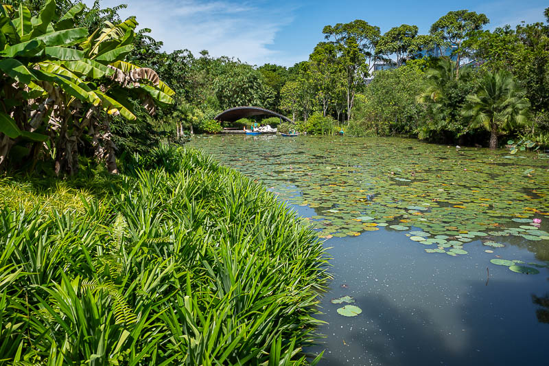 Singapore-Gardens by the bay - More water lilies.