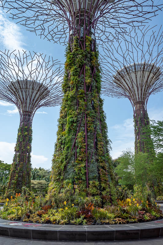 Singapore-Gardens by the bay - Now for supertree grove. It is free to walk around, but costs a silly amount to walk along the walkway or go up a lift to the top of one of them.