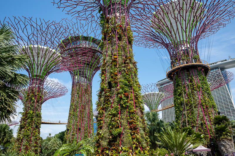 Singapore-Gardens by the bay - See the yellow walkway? About $20 to walk along it.