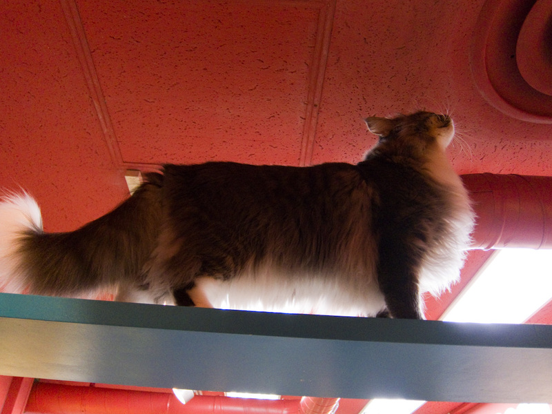 Japan-Tokyo-Museum-Cat Cafe - There are cats above your head in here as well, none of them jumped onto my head though.