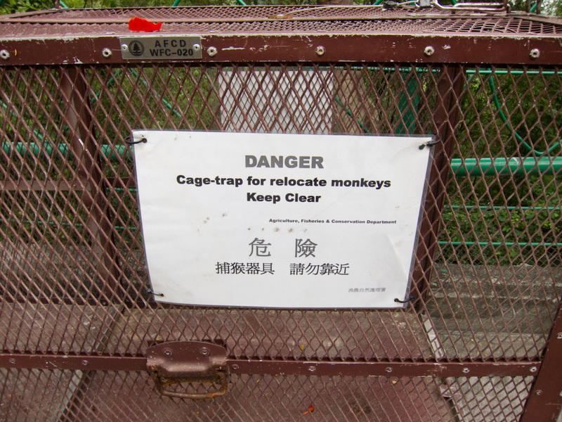Hong Kong-Mong Kok-Sha Tin-Buddha - Monkeys! I didnt see any, I was on high monkey alert after seeing a monkey trap. 