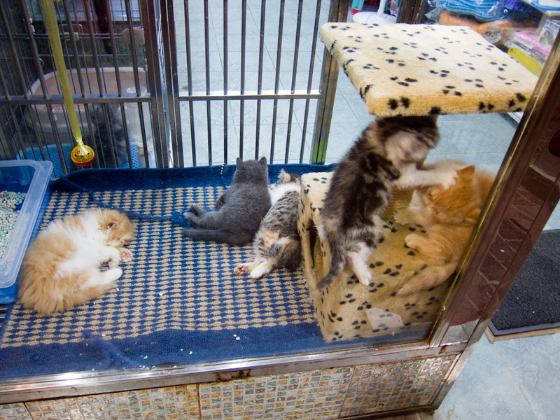 Hong Kong-Causeway Bay-Okonomiyaki - These kittens are busy killing each other.