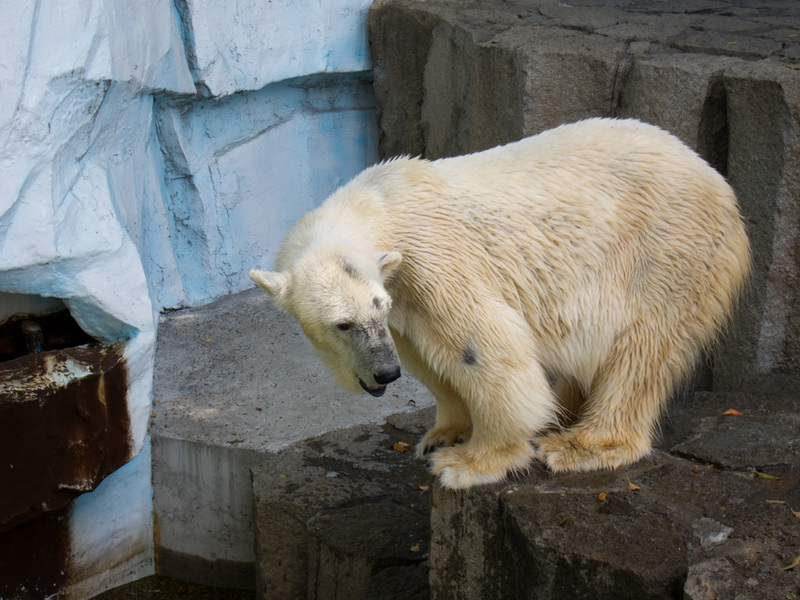 Japan-Tokyo-Ueno-Zoo-Museum - There are however 2 polar bears, the enclosure seems a bit crappy for them, not as nice as the seaworld enclosure on the Gold Coast which I also visit