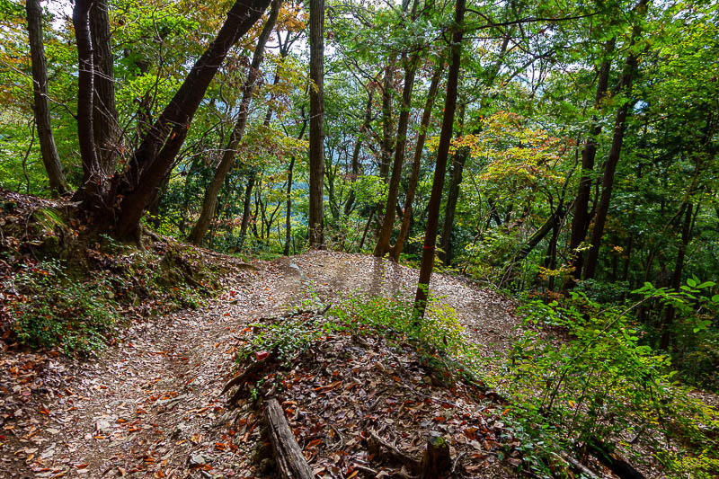 Japan for the 10th time (Finally!) - October and November 2023 - Behold, hiking trail! Too early for good leaf colours, there will be plenty of that later.