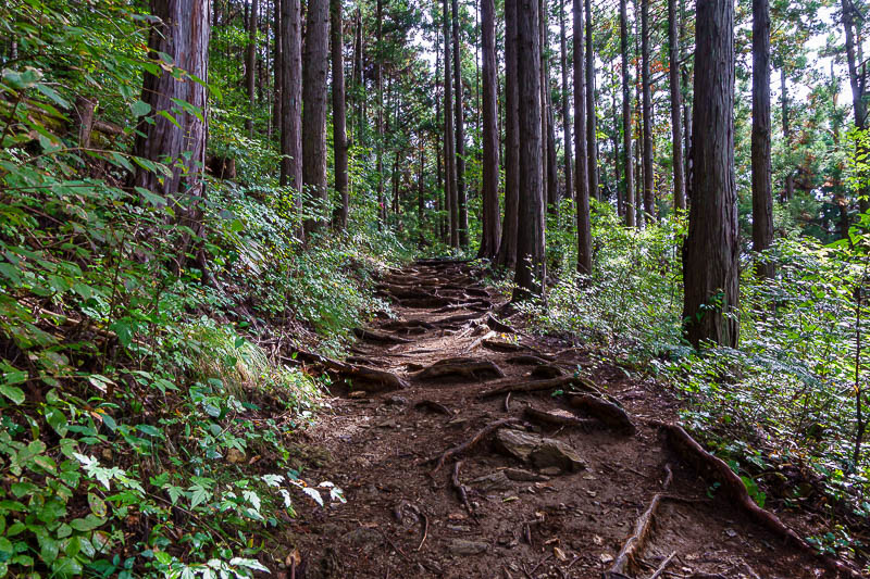 Japan for the 10th time (Finally!) - October and November 2023 - More tree roots. The trail was soft under foot, but not muddy. No rocks.