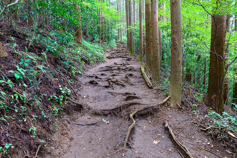 Japan for the 10th time (Finally!) - October and November 2023 - Time to appreciate some more tree roots.