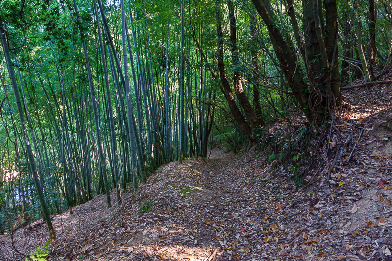 Japan for the 10th time (Finally!) - October and November 2023 - After a very rapid descent, the bamboo signals my pending exit from the trail back onto a road.