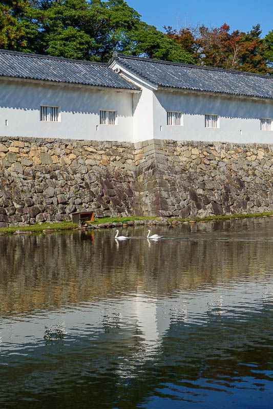 Japan for the 10th time (Finally!) - October and November 2023 - Approaching the castle, swans appeared.