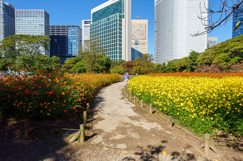 Japan for the 10th time (Finally!) - October and November 2023 - The flower garden was in the process of being replanted, it is generally much larger, but still large enough for me to make it look large in this phot