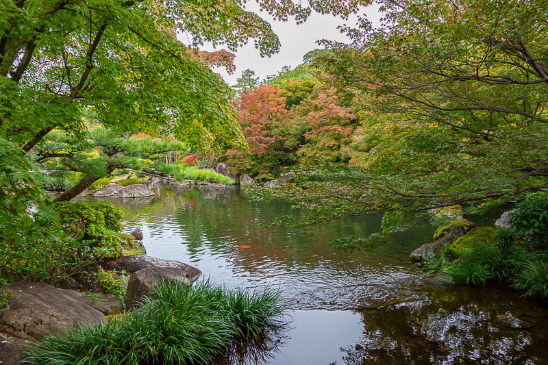 Japan for the 10th time (Finally!) - October and November 2023 - Then a pond, with fish, and a bit of colour.