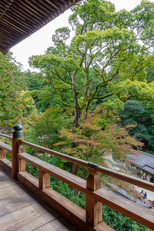 Japan for the 10th time (Finally!) - October and November 2023 - Really nice trees up here.