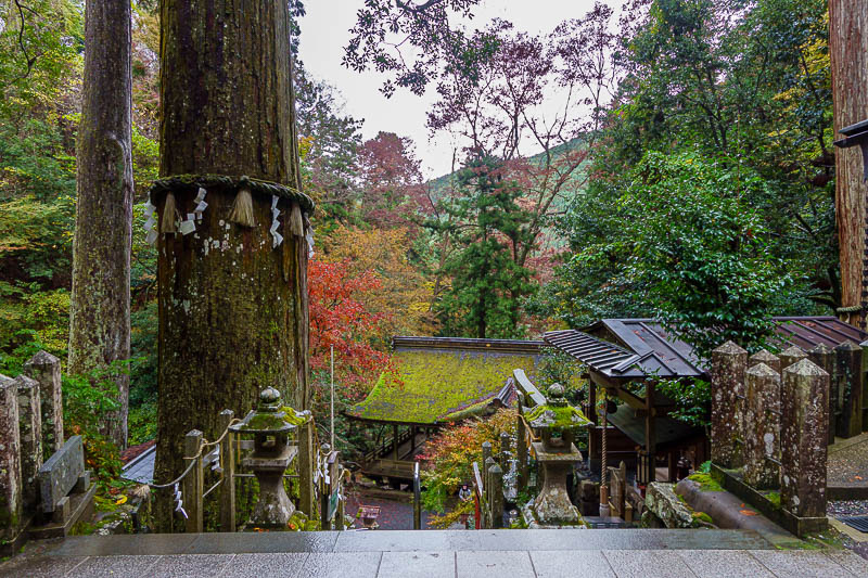 Japan for the 10th time (Finally!) - October and November 2023 - The huge tree and the moss covered roof. I remembered it from last time.