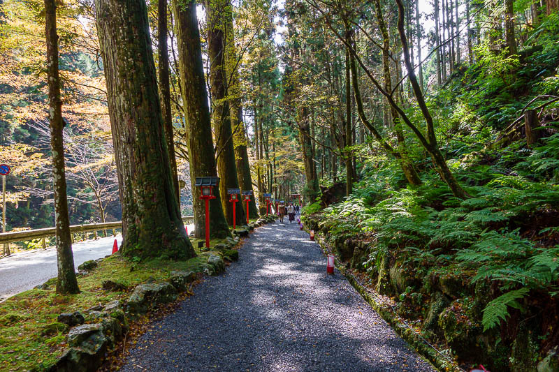 Japan for the 10th time (Finally!) - October and November 2023 - Good trees and ferns along here too. Most of the way you do need to walk on the road and there is a lot of traffic, which is at times problematic.