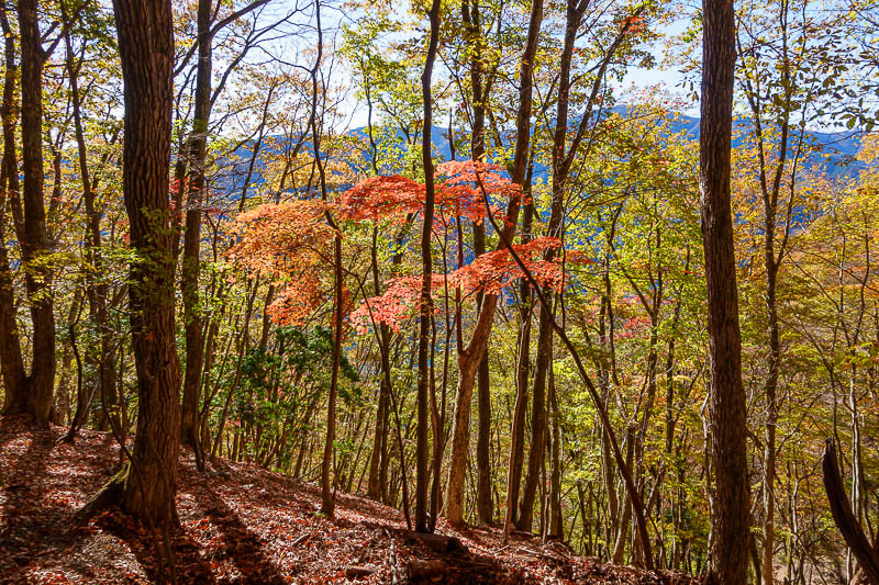 Japan-Tokyo-Hiking-Mount Takanosu - The autumn colours were however, finally colourful.