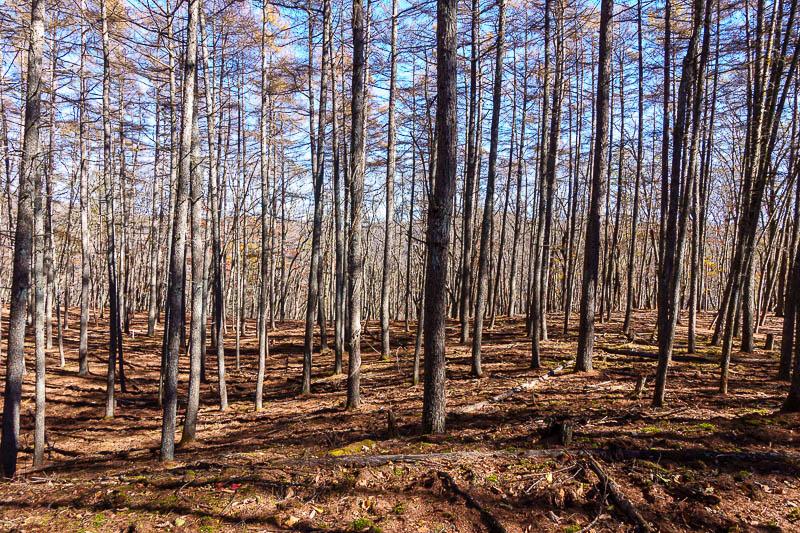 Japan-Tokyo-Hiking-Mount Takanosu - The scenery changed a few times. Here is a dead pine forest.
