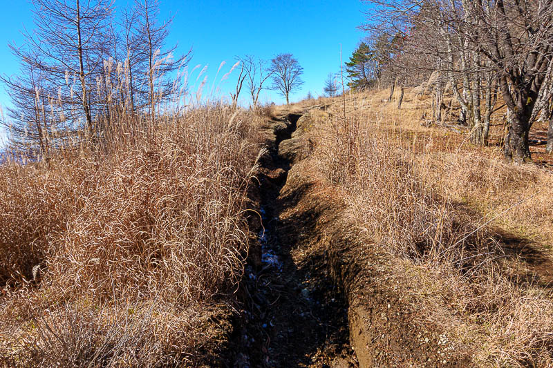Japan-Tokyo-Hiking-Mount Takanosu - Hmm, the trail became a ravine! A muddy ravine. Easy enough to walk around it.
