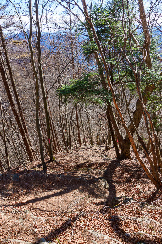 Japan-Tokyo-Hiking-Mount Takanosu - However inexplicably, there was then this really really steep bit, I had to go from tree to tree.