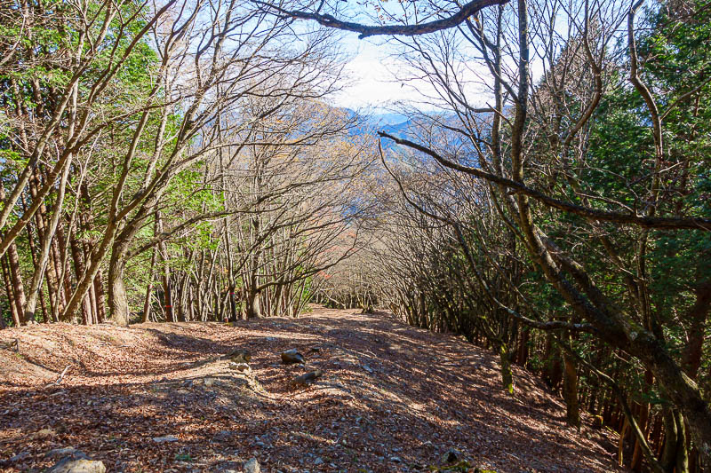 Japan-Tokyo-Hiking-Mount Takanosu - Now to continue descending down a corridor of trees.