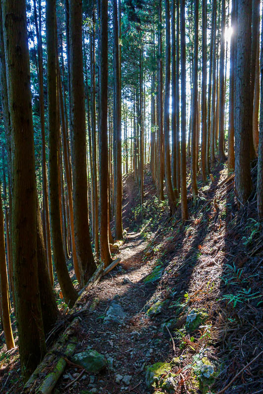 Japan-Tokyo-Hiking-Mount Takanosu - The last bit on the actual trail became a pine / cedar forest again but this time with some sun shining through. I like photos like this.