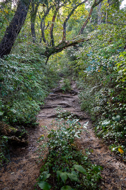 Japan-Tokyo-Takao-Hiking - The path was very nice for many many hours.