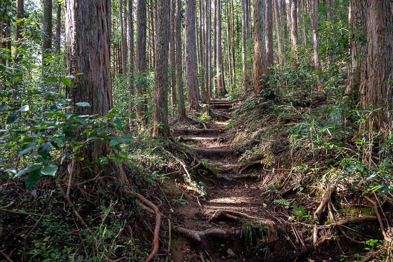 Japan-Tokyo-Hiking-Mitake-Otsuka - It was a great trail immediately. I saw only 2 other people before Hinodesan, so for 2.5 hours.