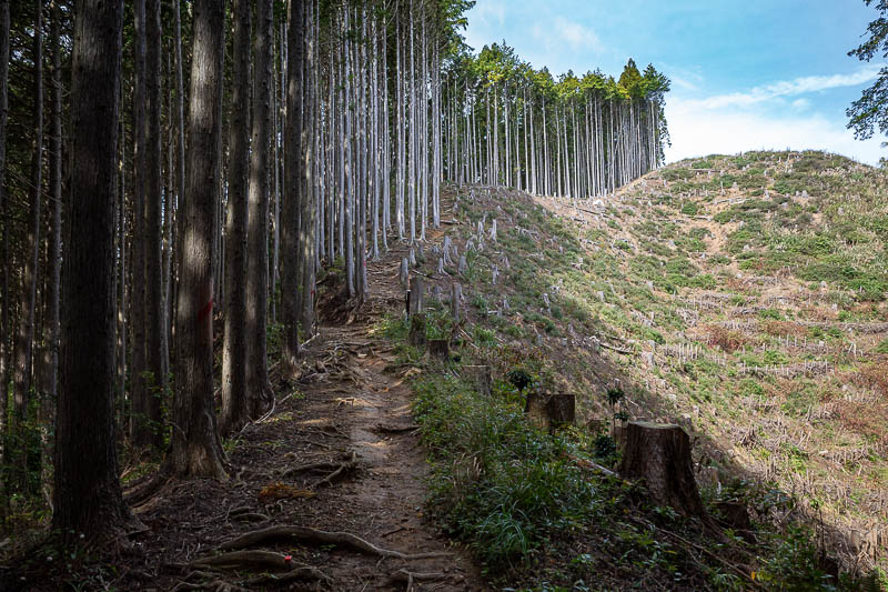 Japan-Tokyo-Hiking-Mitake-Otsuka - Lots of logging.