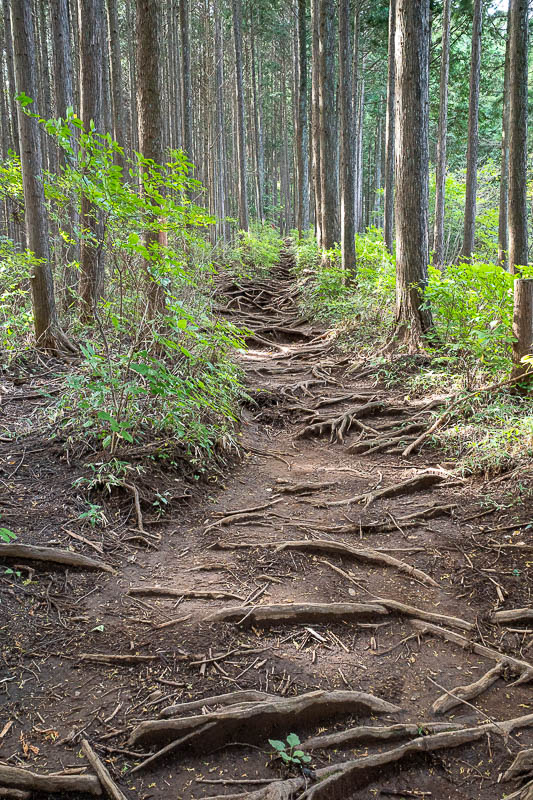 Japan-Tokyo-Hiking-Mitake-Otsuka - If you like tree roots you will enjoy today's hike.