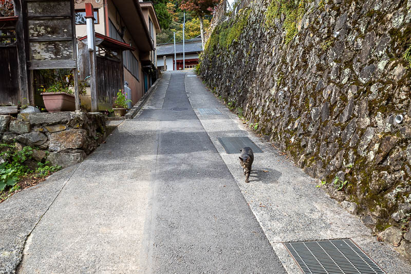 Japan-Tokyo-Hiking-Mitake-Otsuka - Before much longer I too was on the top of Mitake. This cat came to greet me. There is a little village at the top and big shrine, all of which I have