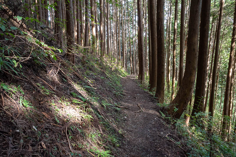 Japan-Tokyo-Hiking-Mitake-Otsuka - The path down was through more logging area, but we are not out of the woods yet! I cannot believe I have never actually typed that on this website be