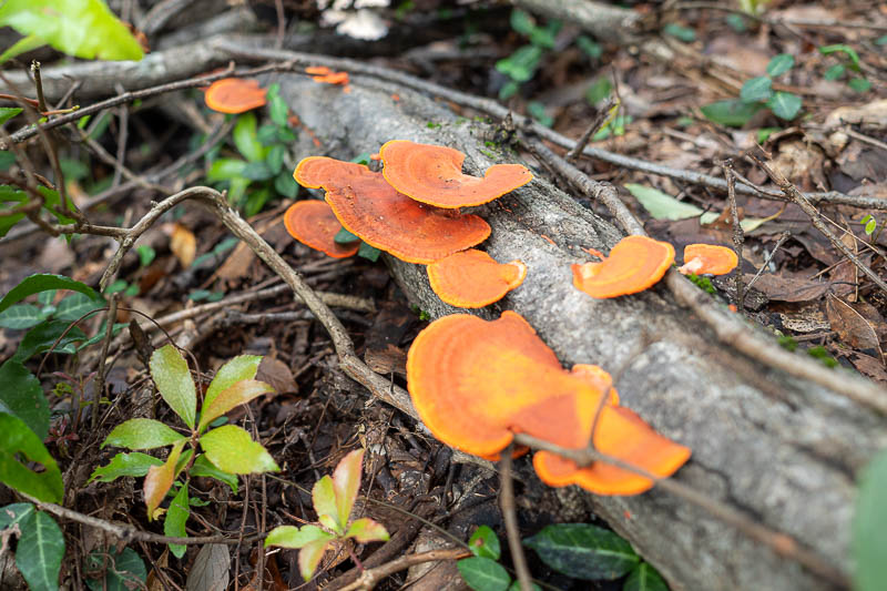 Japan-Tokyo-Hiking-Mount Raiden - I picked a few tasty mushrooms to snack on all day. Maybe I could send some back to a remote church community in Australia to commit mass murder with?