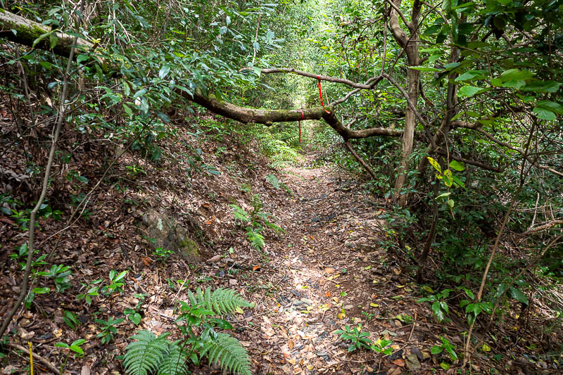 Japan-Tokyo-Hiking-Mount Raiden - It seems I chose a lesser used trail to join the main trail from. Fallen trees and lots of spider webs, which accurately confirm no one else has walke