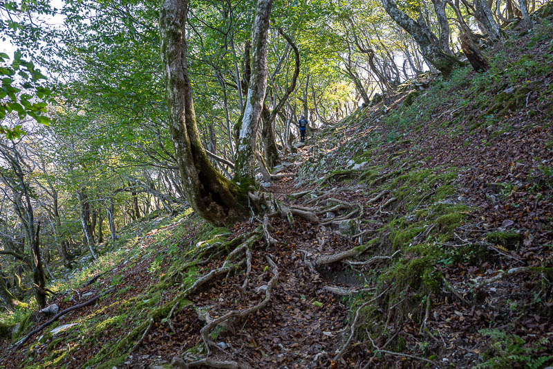 Japan-Nagoya-Fujiwaragatake-Hiking - Satisfyingly mossy, but not slippery, and dry despite the huge amount of rain from the last couple of days.