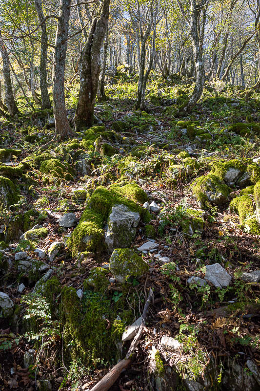 Japan-Nagoya-Fujiwaragatake-Hiking - I like moss covered rocks.