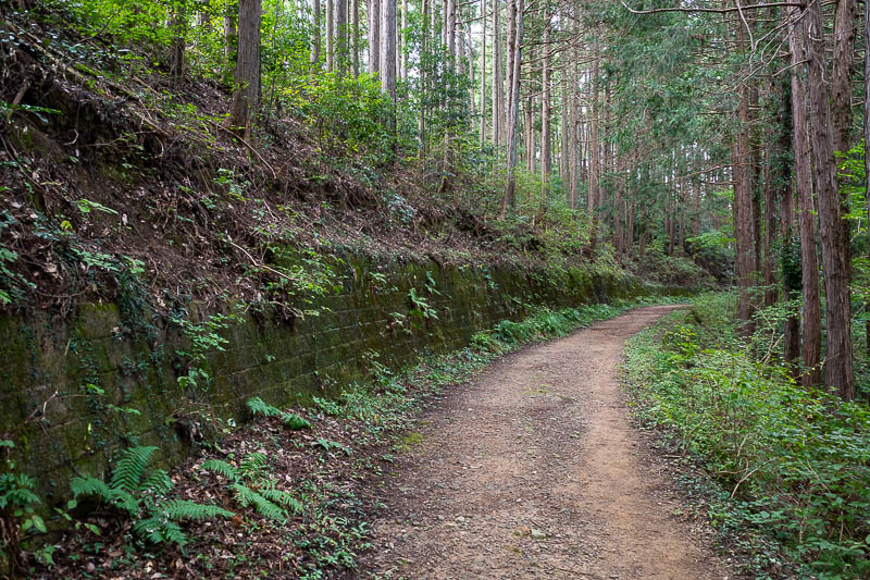 Japan-Tokyo-Hiking-Mount Raiden - The main trail seems to come and go. This bit is over the other side of the ridge complete with retaining wall.